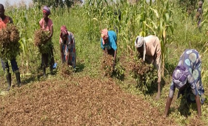 Organic Groundnuts Harvest